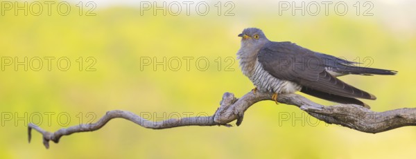 Common cuckoo (Cuculus canorus), Coucou gris, Cuco Europeo, Cuco Común, Ast, branch, Ormoz area,