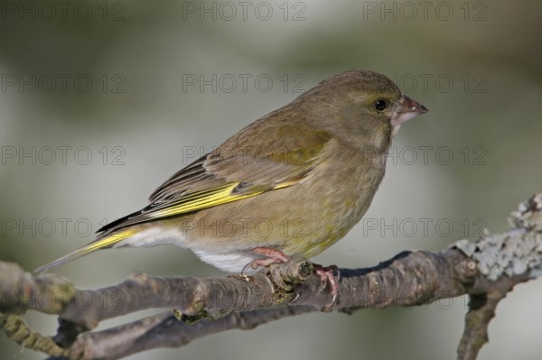 Greenfinch, Greenfinch, European Greenfinch, Western Greenfinch, Carduelis chloris, (Chloris