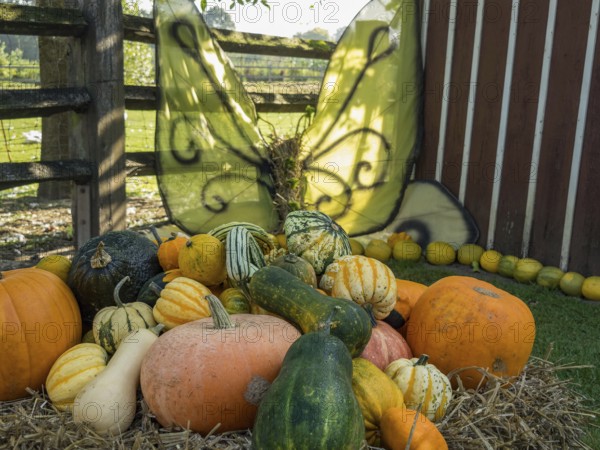 A pile of pumpkins and ornamental gourds in the garden, flanked by large decorative wings, borken,