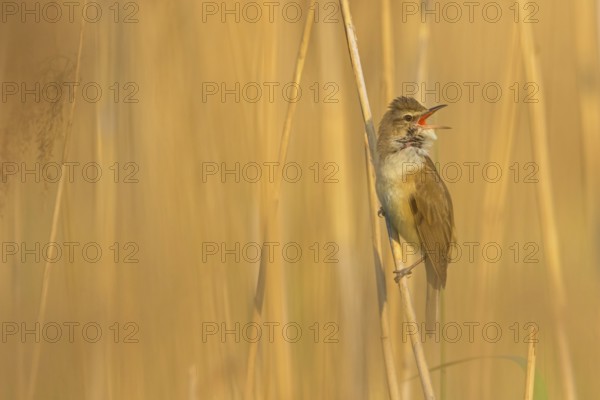 Reed warbler, (Acrocephalus arundinaceus), reedbed perch, biotope, habitat, animals, birds,
