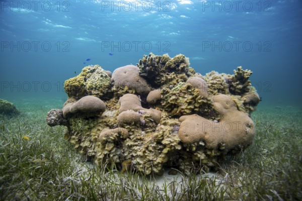 Vibrant coral reef surrounded by clear blue water and sea grass, showcasing diverse marine life,