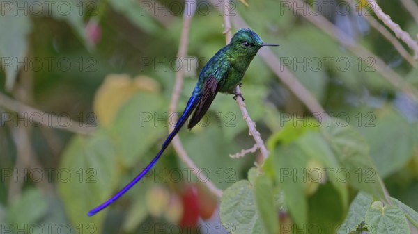 Green hummingbird with a long tail perched on a vine surrounded by green foliage, Long-tailed