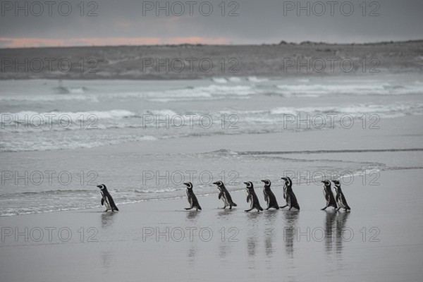 Magellanic penguins (Sphreniscus magellanicus), group in the morning light on their way to sea,