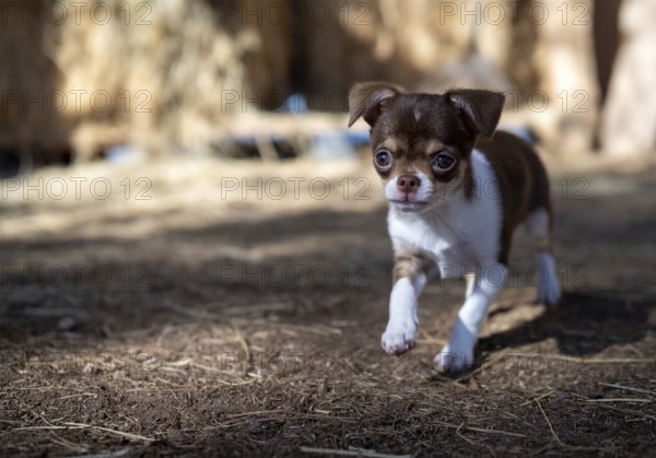 A brown and white Chihuahua puppy takes cautious steps on a straw-covered ground, exploring with