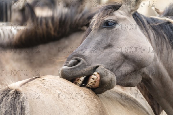 The Dülmen horses live wild near Dülmen, in the Merfelder Bruch nature reserve in North