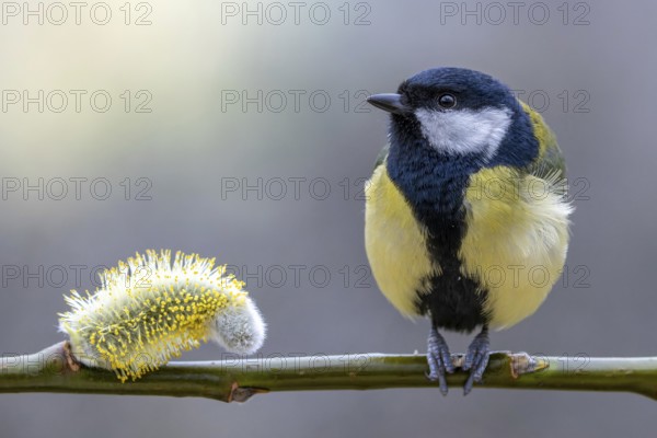 Great tit (Parus major) sitting on a willow branch next to a willow blossom, orchard, Upper Rhine,