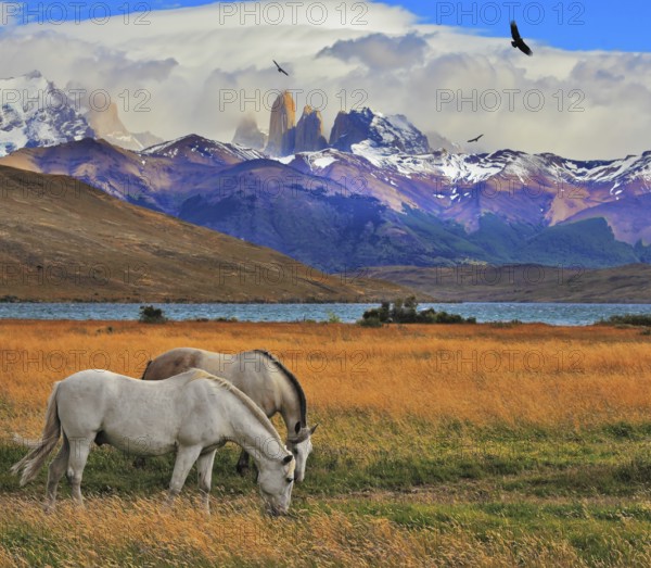 Lake Laguna Azul in the mountains. On the shore of Laguna Azul grazing horses. Impressive landscape