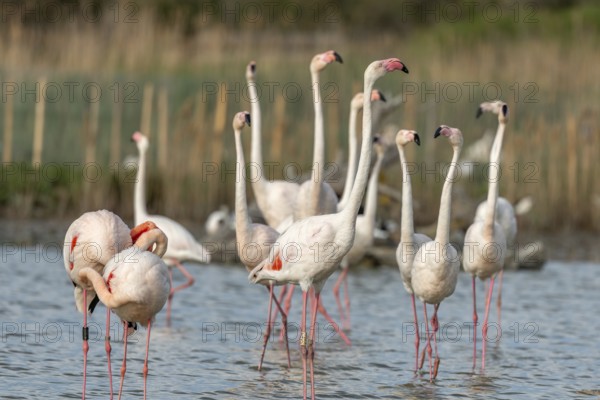Greater Flamingos in courtship (Phoenicopterus roseus) in a swamp in spring. Saintes Maries de la
