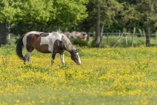 Horse in a green pasture filled with yellow buttercups. Bas-Rhin, Collectivite europeenne d'Alsace,