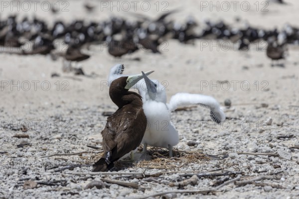 Breeding terns, Great Barrier Reef, Michaelmas Cay National Park, in the north-east of the
