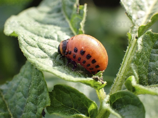 Larva of a Colorado potato beetle (Leptinotarsa decemlineata), Lower Rhine, North Rhine-Westphalia,