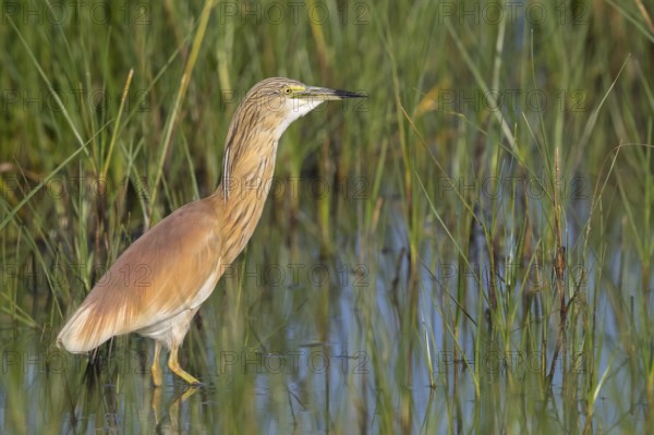 Squacco heron, heron, animals, birds, biotope, foraging, (Ardeola ralloides), Lesbos, Greece,