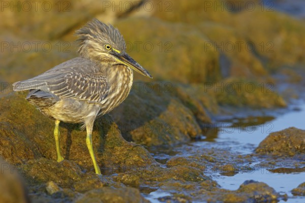 Animals, birds, heron, mangrove heron, (Butorides striatus), foraging in biotope, Quarayyat,