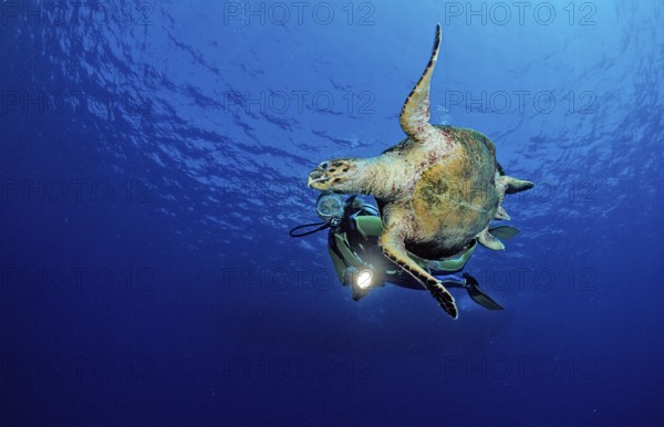 Swimming hawksbill turtle and diver, Eretmochelys imbricata, Egypt, Zabargad, Zabarghad, Red Sea,