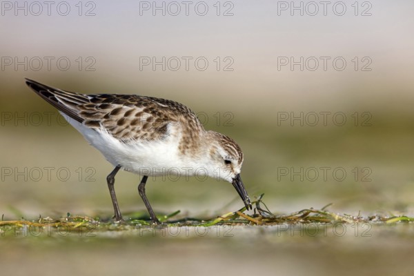 Little Stint, (Calidris minuta), foraging in the Shannah biotope, Barr Al Hikman, Ash Sharqiyah