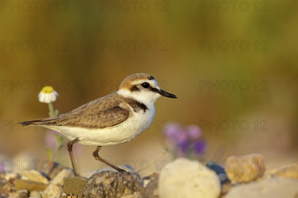 Animals, birds, plover, Kentish plover, (Charadrius alexandrinus), biotope, habitat, foraging,
