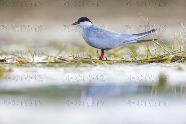 White-bearded Tern, White-bearded Tern, (Chlidonias hybridus), (Chlidonias hybrida), family of