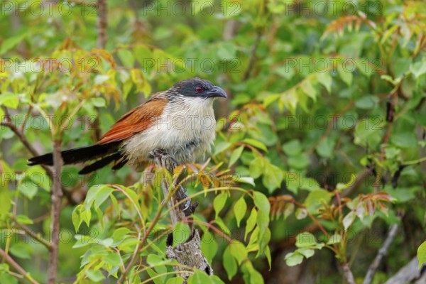 Tiputip, White-browed Coucal, (Burchells Coucal), Centropus superciliosus burchelli, White-browed