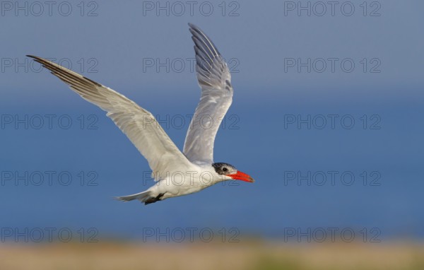 Caspian Tern, (Sterna caspia), family of plovers, flight photo, biotope, foraging, Raysut, Salalah,