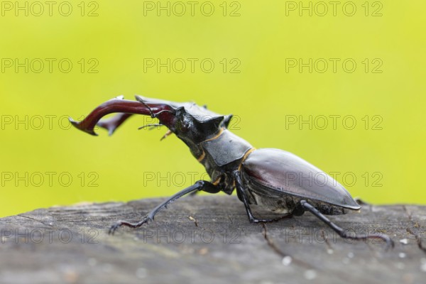 Stag beetle, (Lucanus cervus), animals, insects, beetle, male Neuhofen, garden,