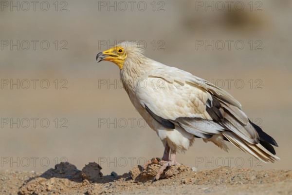 Egyptian Vulture, Neophron percnopterus, Vautour percnoptère, Percnoptère d'Égypte, Alimoche Común