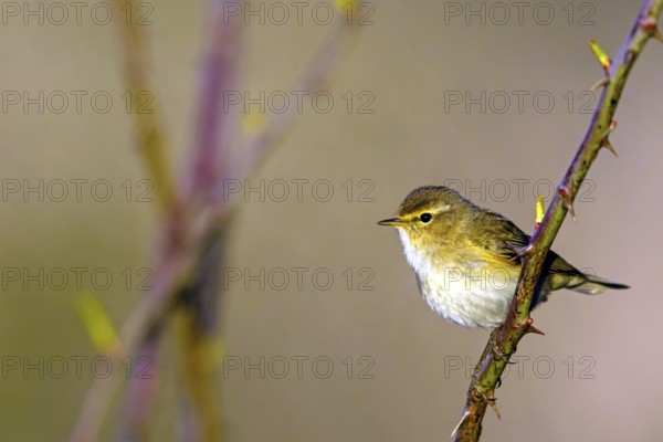 Chiffchaff, (Phylloscopus collybita), (Phylloscopus collybitus), willow warbler, songbird, perch,