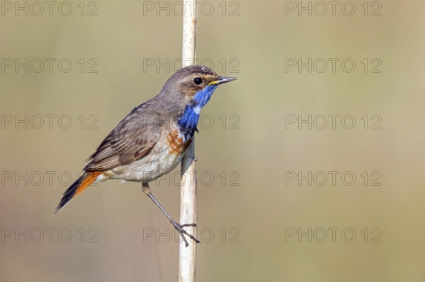 White-starred bluethroat (Luscinia svecica), sitting on a reed, Wadi Darbat, Salalah,