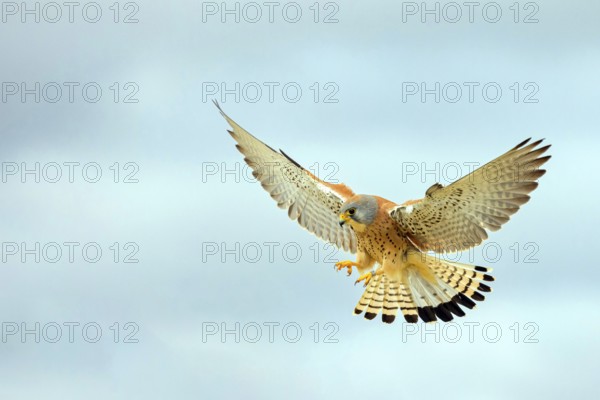Kestrel, (Falco tinnunculus), falcon family, falcons, shaking flight, Hides de El Taray Lesser