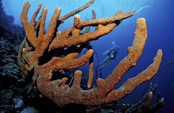 Diver and tube sponge, British Virgin Islands, BVI, Caribbean Sea, Caribbean, Leeward Islands,