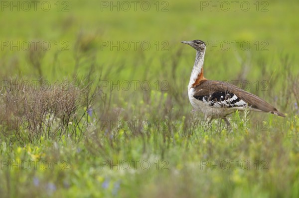 Kaffir Bustard, (Ardeotis denhami, Neotis denhami), Bustards, Birds, Africa, South Africa,
