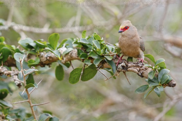Red-tailed Mousebird, (Urocolius indicus), on perch, Africa, South Africa, KwaZulu-Natal, Mkuze