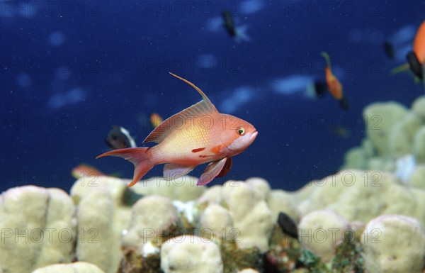 Harem flag perch, Pseudanthias squamipinnis, Egypt, Sha'ab Tamara, Red Sea, Africa