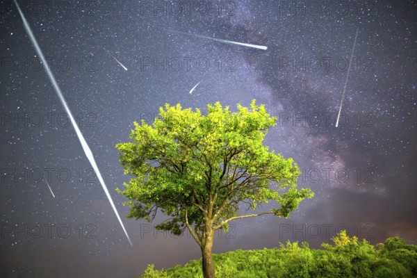 A view of a Meteor Shower and the Milky Way. Green plum tree with plums high in the mountain in the