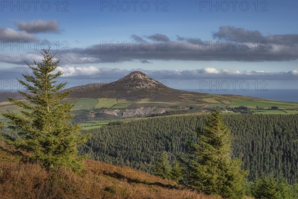 Hiking in Wicklow Mountains. View on Sugarloaf Mountain through pine trees, ferns and forest in