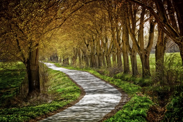 Alley, Primeval forest Urwald Sababurg, Hofgeismar, Weser Uplands, Weserbergland, Hesse, Germany,