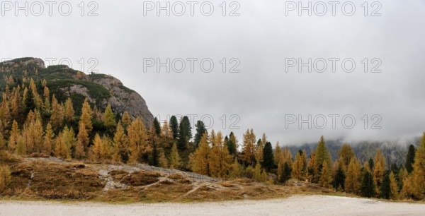 Autumn forest landscape at Passo Falzarego valley. Dolomite mountain range Italy. Fall season