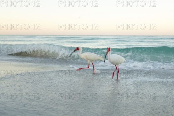 American White Ibis (Eudocims Albus) feed in the early morning surf along Lido Beach on the Gulf of