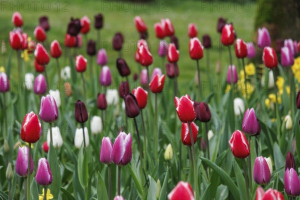 Variety of colourful tulips in different colours in a meadow in a spring-like flair, vreden,