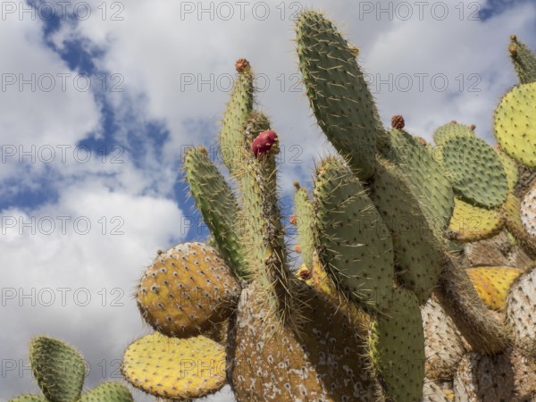Cacti with spines under a cloudy sky in a desert-like landscape, cacti in a garden partly with