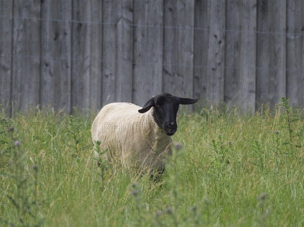 A sheep with a black head stands alone on a green pasture and looks into the camera, Velen, North