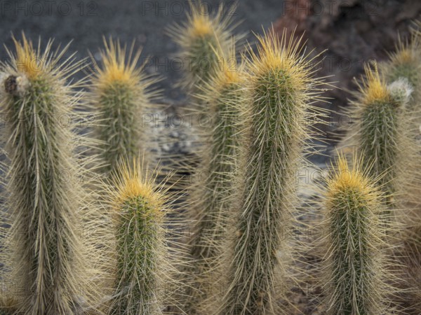 Prickly cacti with yellow tips in a dry desert landscape, cacti in a garden partly with flowers in