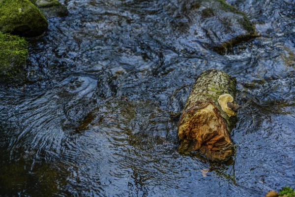 A tree trunk floats in a fast-flowing stream, surrounded by a clear water current, Höllbachtal,