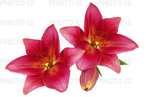 Red lilies with green leaves isolated on white background