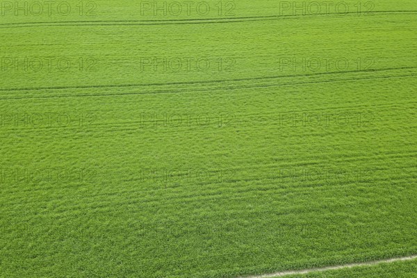 Green field spring season. Aerial view. Wheat