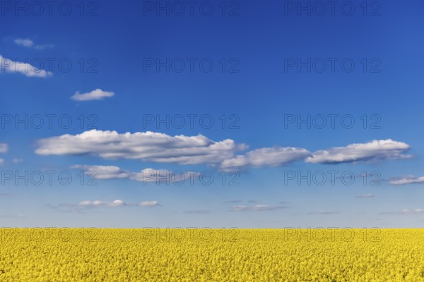 Rape field in bloom against a blue sky with clouds. Landscape near Dornstadt Baden-Württemberg,