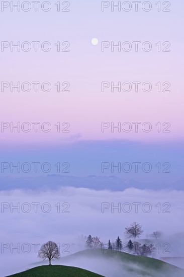 Linden tree (Tilia), in drumlin landscape in the fog, in the light of the blue hour and full moon,