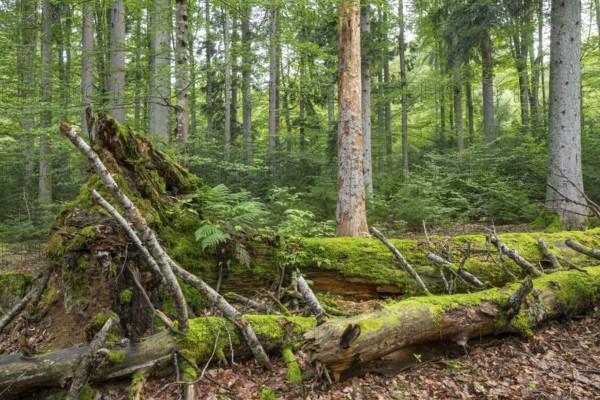 Mixed mountain forest with copper beech (Fagus sylvatica) and spruce (Picea abies), lying deadwood