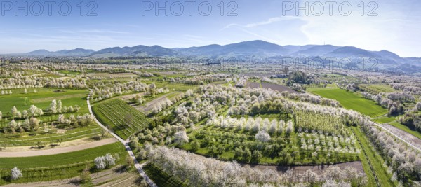 Spring near Sasbach in the Achertal valley in the Ortenau district. Orchards in bloom, the Black