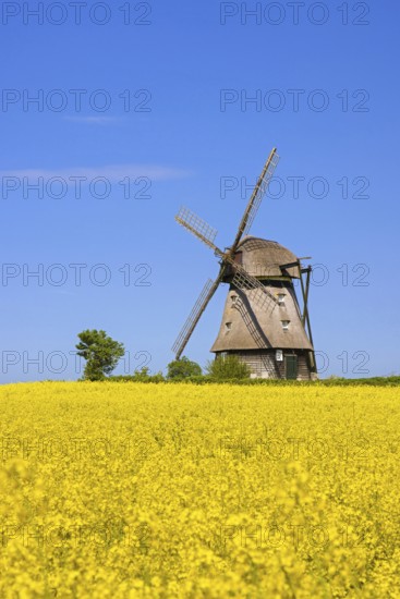 Farver Mühle, Farver windmill, smock mill in flowering rape field at Wangels, municipality in