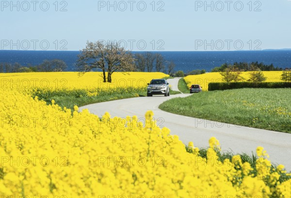 Traffic on curvy country road through blooming rapeseed fields and with the Baltic Sea behind at